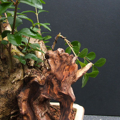 Repairing Snapped Bonsai Branches